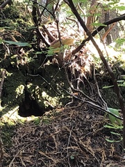 Aureoboletus mirabilis