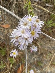 Symphyotrichum chilense