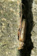 Eburida quadriguttata