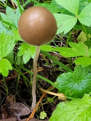 Parasola conopilea