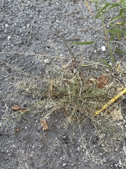 Eragrostis barrelieri