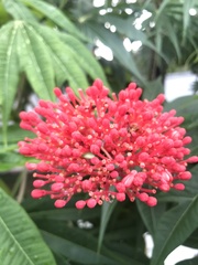 Jatropha multifida