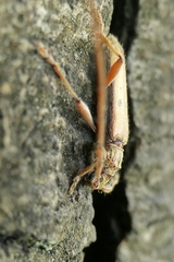 Eburida quadriguttata