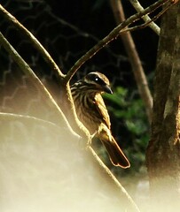 Myiodynastes maculatus