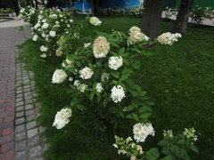 Hydrangea paniculata paniculata