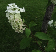 Hydrangea paniculata paniculata