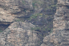 Tetraogallus himalayensis