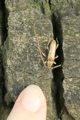 Eburida quadriguttata