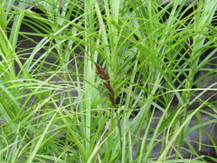 Carex muskingumensis