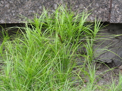 Carex muskingumensis
