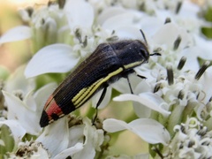 Acmaeodera flavomarginata