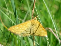 Sitochroa verticalis