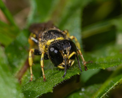 Ectemnius cephalotes