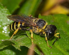Ectemnius cephalotes
