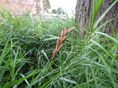 Carex muskingumensis
