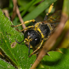 Ectemnius cephalotes