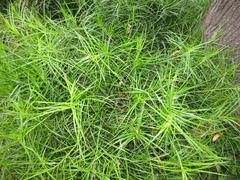 Carex muskingumensis