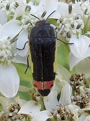 Acmaeodera flavomarginata