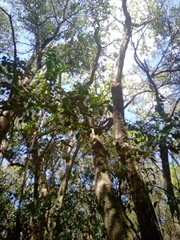 Ceiba speciosa