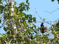Cyanocorax violaceus