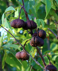 Ungnadia speciosa