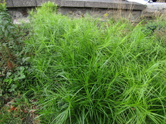 Carex muskingumensis