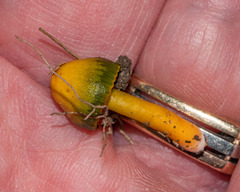 Gliophorus psittacinus