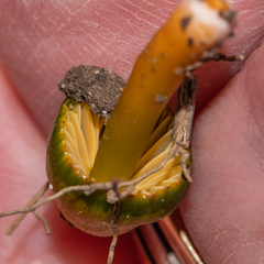 Gliophorus psittacinus