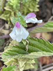 Bellardia trixago