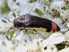 Acmaeodera flavomarginata