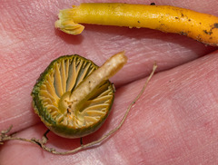 Gliophorus psittacinus