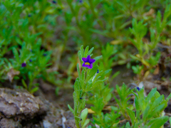 Calibrachoa parviflora