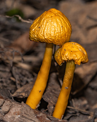 Gliophorus psittacinus