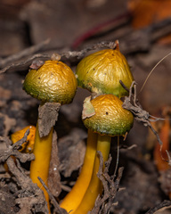 Gliophorus psittacinus