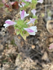 Bellardia trixago
