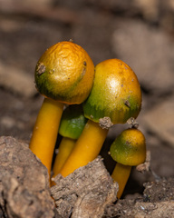 Gliophorus psittacinus