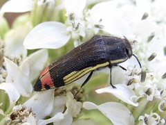 Acmaeodera flavomarginata