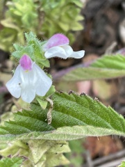 Bellardia trixago