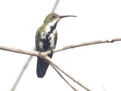 Anthracothorax nigricollis