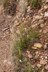 Microdon dubius