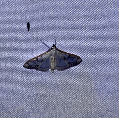 Palpita