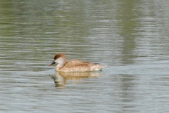 Netta rufina