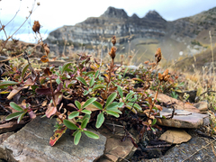 Penstemon ellipticus
