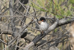 Curruca melanocephala