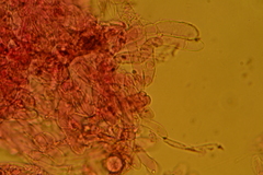 Camarophyllopsis
