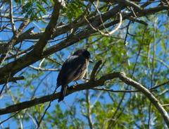 Pachyramphus validus