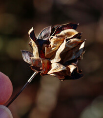 Desmanthus illinoensis