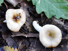 Russula puellaris