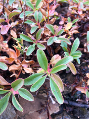 Penstemon ellipticus