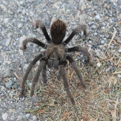 Aphonopelma iodius